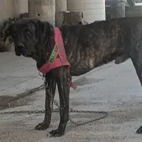 سگ دو رگ افغان معاوضه