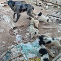 سگ‌قدر‌جون اصیل