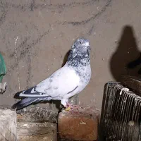 کفترپاکستانی پرشی|پرنده|ایرانشهر, |دیوار