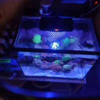 آکواریوم آب شور کامل|ماهی|ری, دیلمان|دیوار