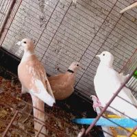 فروشی|پرنده|سراوان, |دیوار