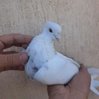 کبوتر طوقی|پرنده|فولادشهر, مسکن مهر فولادشهر|دیوار