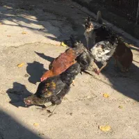 خروس نیمچه|حیوانات مزرعه|سورک, |دیوار