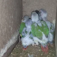 جوجه گرینچیک