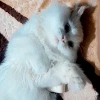 پرشین تربیت شده|گربه|گرگان, |دیوار