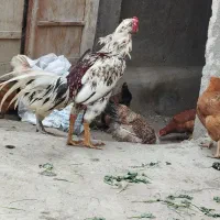 خروس لاری بدون ایراد