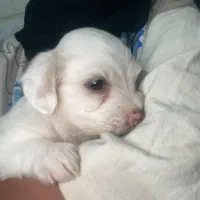 واگذاری سگ شیتزو‌ رکس|سگ|سیرجان, |دیوار