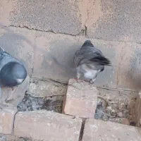 کبوتر سبز و مگس|پرنده|خاش, |دیوار