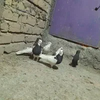 کبوتر بهبهونی نر رنگی|پرنده|شیراز, کاراندیش|دیوار