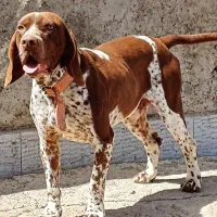 روتوایلر-پویتنر