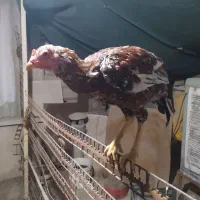 خروس لاری|حیوانات مزرعه|اصفهان, خرم|دیوار