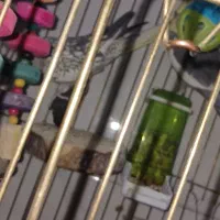 عروس هلندی|پرنده|مشکین‌دشت, |دیوار