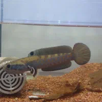 چانا بلو‌پالچرا|ماهی|لنجان, |دیوار