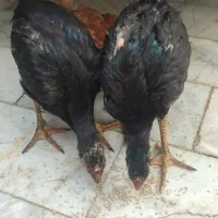 جوجه لاری اوشامو