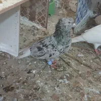 کبوتر|پرنده|بندر دیر, |دیوار