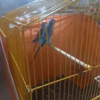 فروش مرغ عشق جفت زیبا و دوست داشتنی|پرنده|نیشابور, شهرک قدس|دیوار