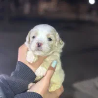 واگذاری دو عدد شیتزو کراس مالتیز کراس