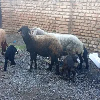 ۳تا گوسفند بره داره دوتا نر ۱ماده|حیوانات مزرعه|گرگان, |دیوار