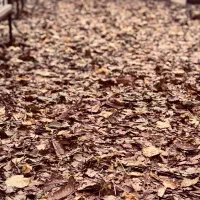 کد هدیه رایگان