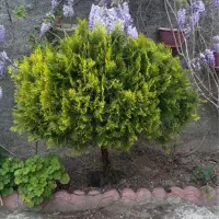 کاج کوتاه هفت ساله