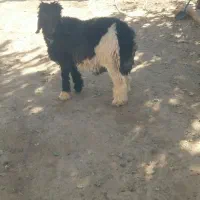 میش  قوچ بره تخمی ترکی اصل|حیوانات مزرعه|کوهرنگ, |دیوار