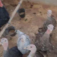 بوقلمون محلی|حیوانات مزرعه|صدرا-فارس, فاز ۱|دیوار