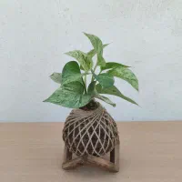 کوکداما و گل و گیاه طبیعی مناسب روز مادر|گل و گیاه طبیعی|برخوار, |دیوار