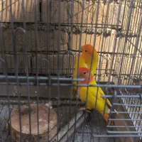 فروش طوطی برزیلی جفت های مولد اوپال و لبینو فیشر|پرنده|اهواز, فدک|دیوار