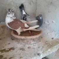 کبوتر پلاکی ونره دورگ