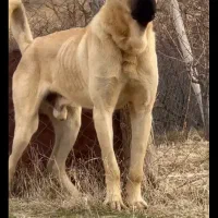 سگ نگهبان.سرابی.افغان.پژدر