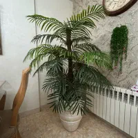درخت نخل بزرگ نصف قیمت بیرون