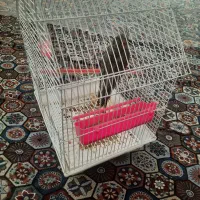 عروس هلندی وقفس فقط یه تمن