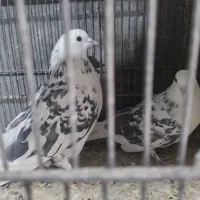 خ کبوتر پرشی|پرنده|بومهن, |دیوار