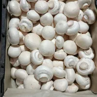 فروش قارچ به قیمت کارخانه