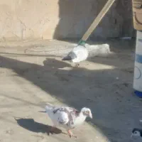 کفتر پرشی بی بوم