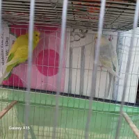 ی جفت مرغ عشق رنگ خوب با جوجه و دوتا نر تکی|پرنده|شیراز, چشمه سید صفری|دیوار