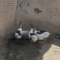فروش غاز خومالی به گوشت یا کورک بون