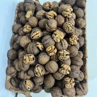 گردوی کاغذی ایرانی