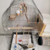عروس هلندی 2ماهه