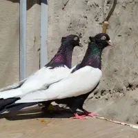 دسته کفتری همه مدل