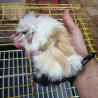 خوکچه هندی با قفس نو سایز بزرگ|موش و خرگوش|شهریار, شهریار|دیوار