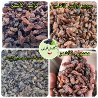 کشمش افتابی گله کاشمر