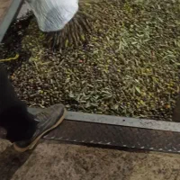 روغن زیتون اصل رودبار روستای جوبن