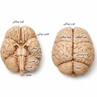 تدریس خصوصی زیست و شیمی