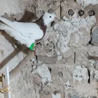 کفتر یا کبوتر|پرنده|تربتحیدریه, ده پائین|دیوار