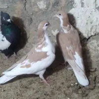 کبوتر|پرنده|مشهد, وکیل‌آباد|دیوار