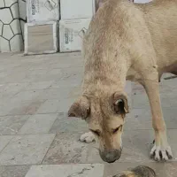 واگذاری سگ سرابی ماده با تولحاش ۲عدد نر ۱ عدد