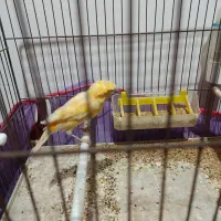 1عدد قناری|پرنده|اهر, |دیوار