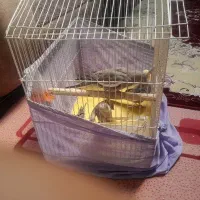 عروس هلندی