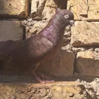 کفتر سرخ آبادانی ، چشم و نوک سفید